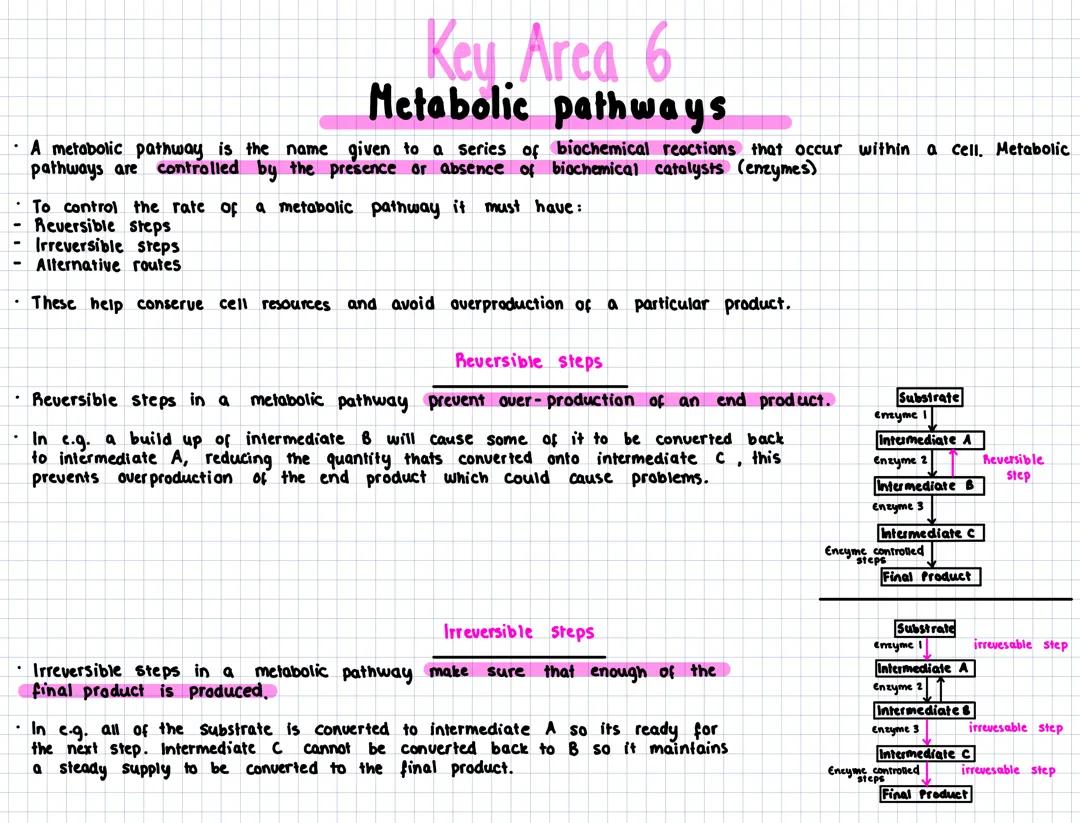 1.6 - Metabolic Pathways
