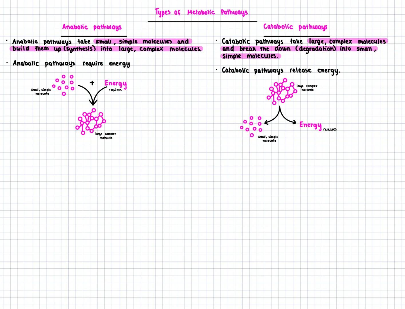 Key Area 6
Metabolic pathways
- A metabolic pathway is the name given to a series of biochemical reactions that occur within a cell. Metabo