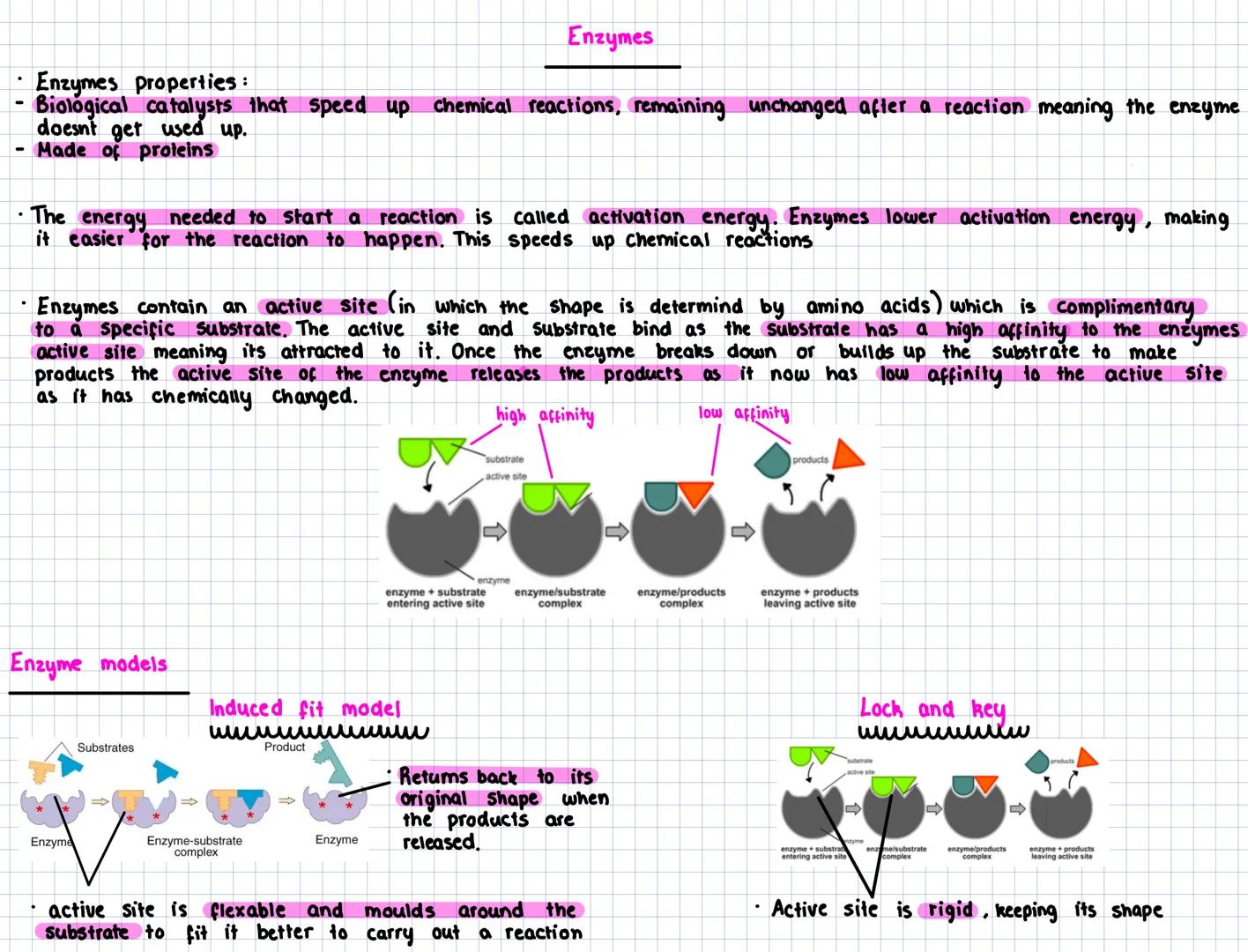 Key Area 6
Metabolic pathways
- A metabolic pathway is the name given to a series of biochemical reactions that occur within a cell. Metabo