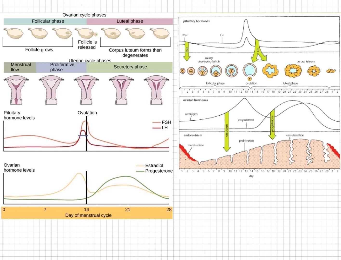 # Key Area 2
# Hormonal Control of Reproduction
Hormones
- Hormones are chemical messengers produced by endocrine glands and are secreted