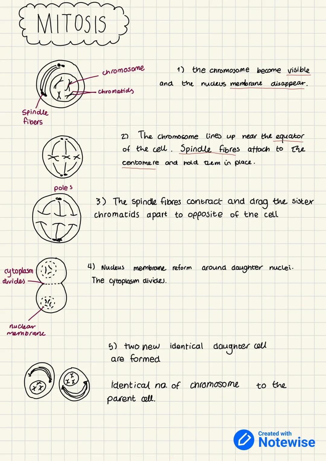 PRODUCING NEW
CELLS
we need new cells for growth and repair of damaged cells.
and tissue.
unicellular (single cell) organism e.g. Amoeba, Ba
