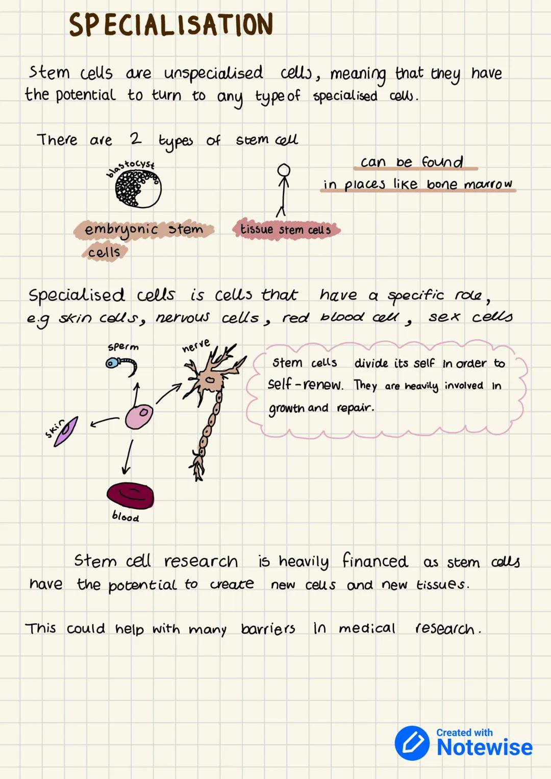 PRODUCING NEW
CELLS
we need new cells for growth and repair of damaged cells.
and tissue.
unicellular (single cell) organism e.g. Amoeba, Ba