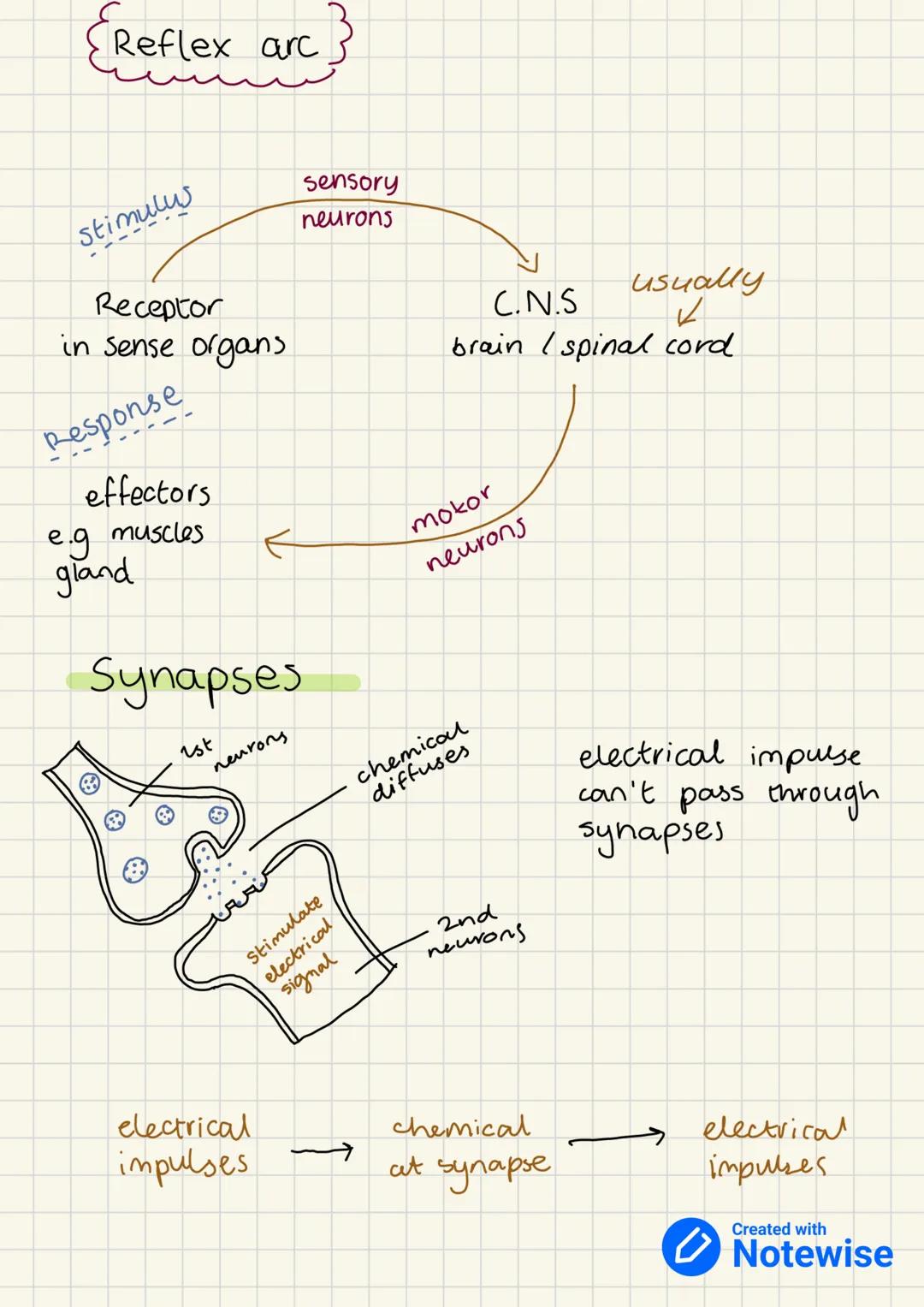 PRODUCING NEW
CELLS
we need new cells for growth and repair of damaged cells.
and tissue.
unicellular (single cell) organism e.g. Amoeba, Ba