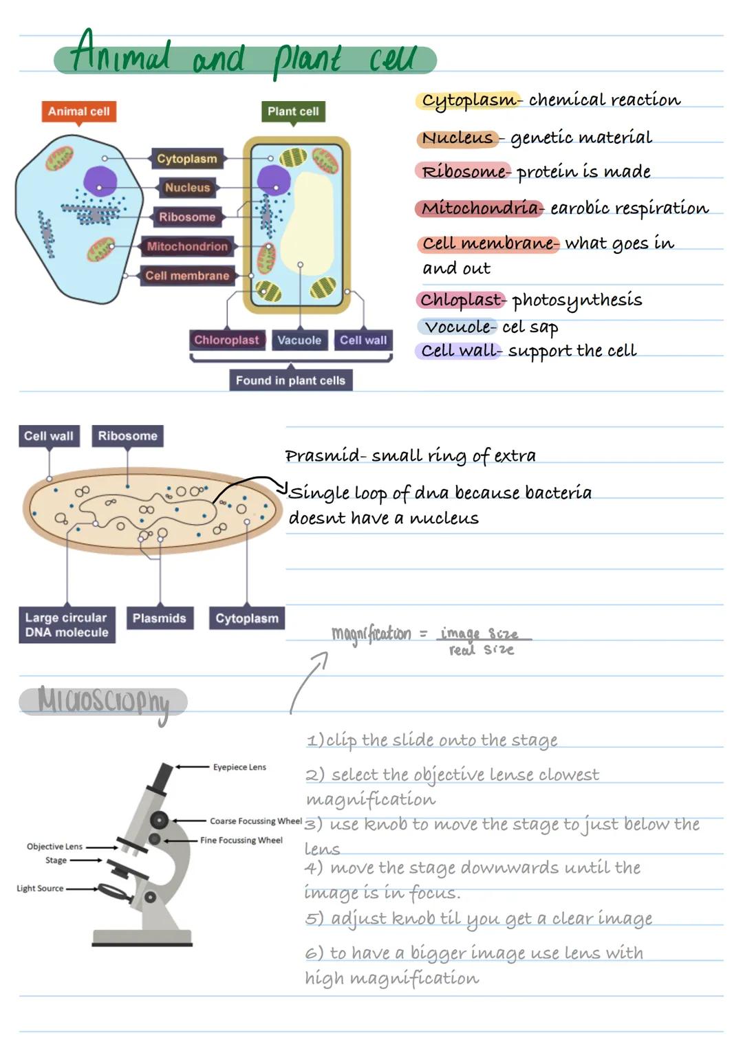Animal and plant cell
Animal cell
X8000
Cytoplasm
Nucleus
Ribosome
Mitochondrion
Cell membrane
Plant cell
Chloroplast Vacuole Cell wall
Fou