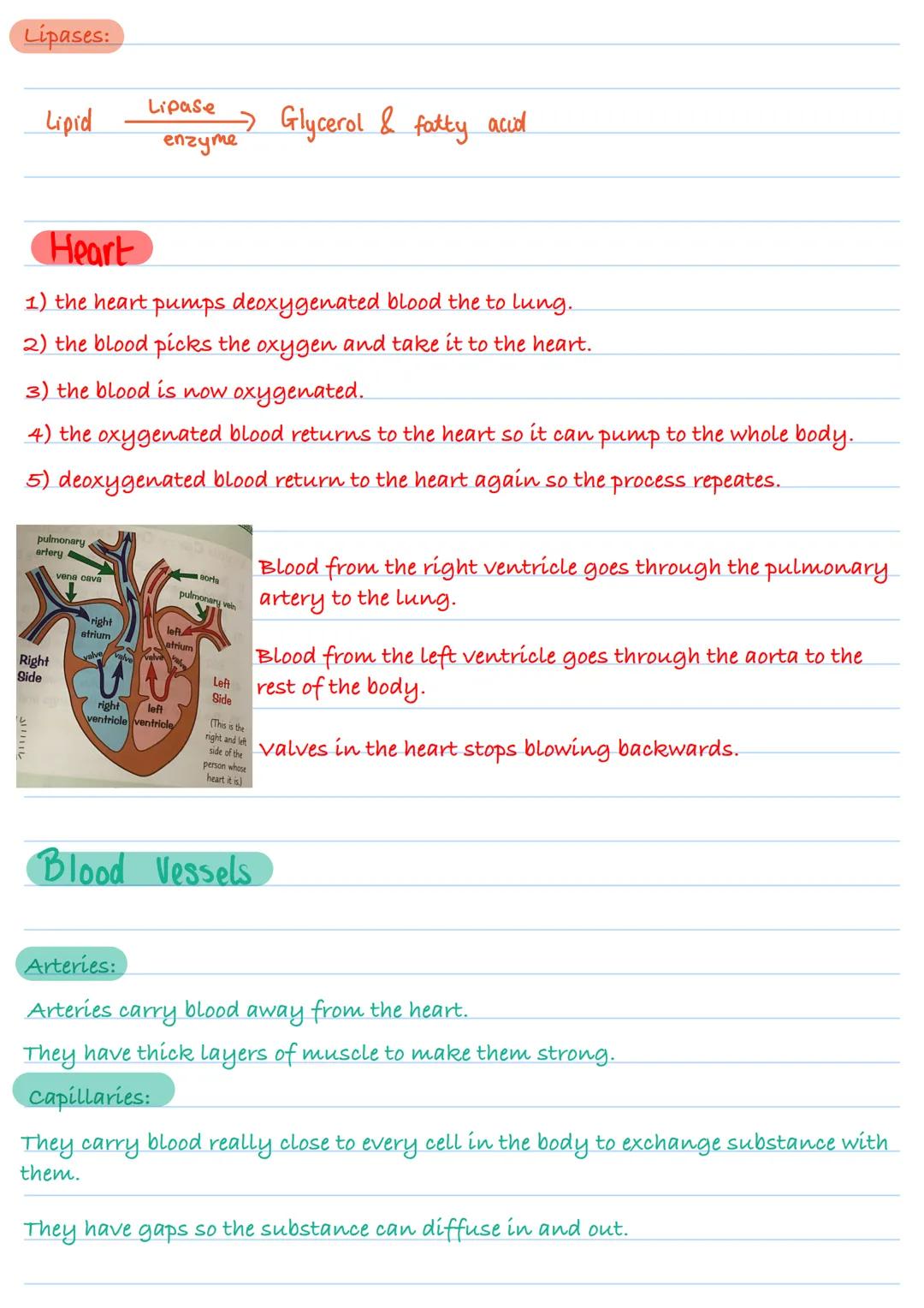 Animal and plant cell
Animal cell
X8000
Cytoplasm
Nucleus
Ribosome
Mitochondrion
Cell membrane
Plant cell
Chloroplast Vacuole Cell wall
Fou