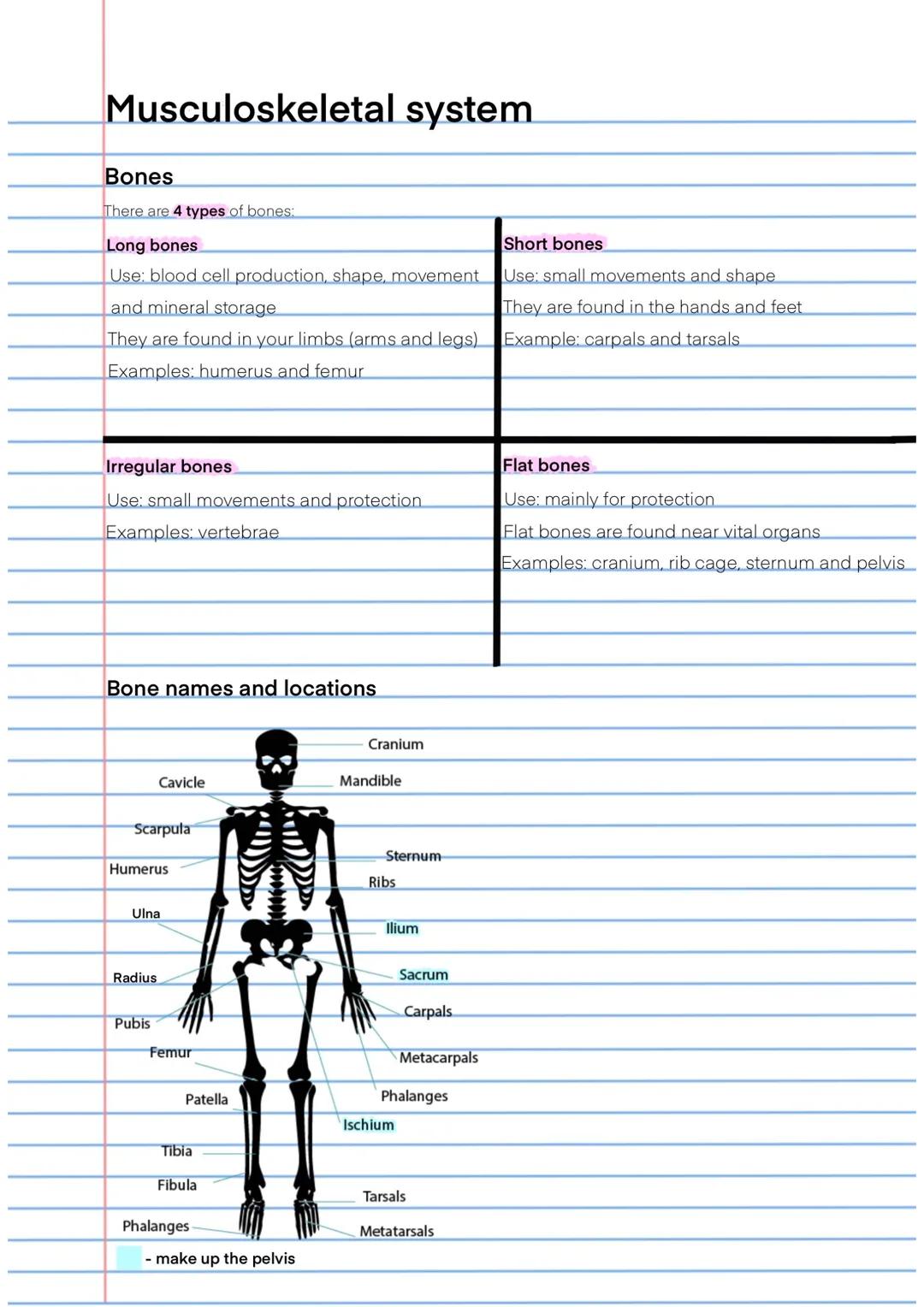 The 4 Types of Bones: Names, Locations, and Labeled Skeleton Guide