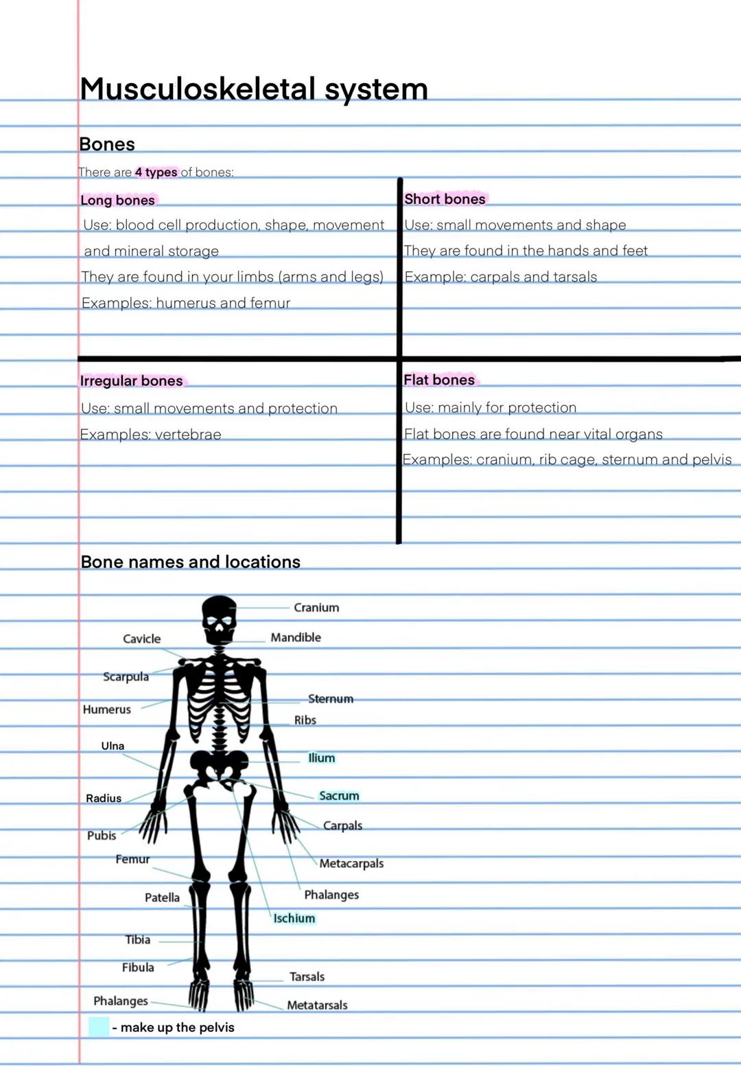 Musculoskeletal system
Bones
There are 4 types of bones:
Long bones
Use: blood cell production, shape, movement
and mineral storage
They are