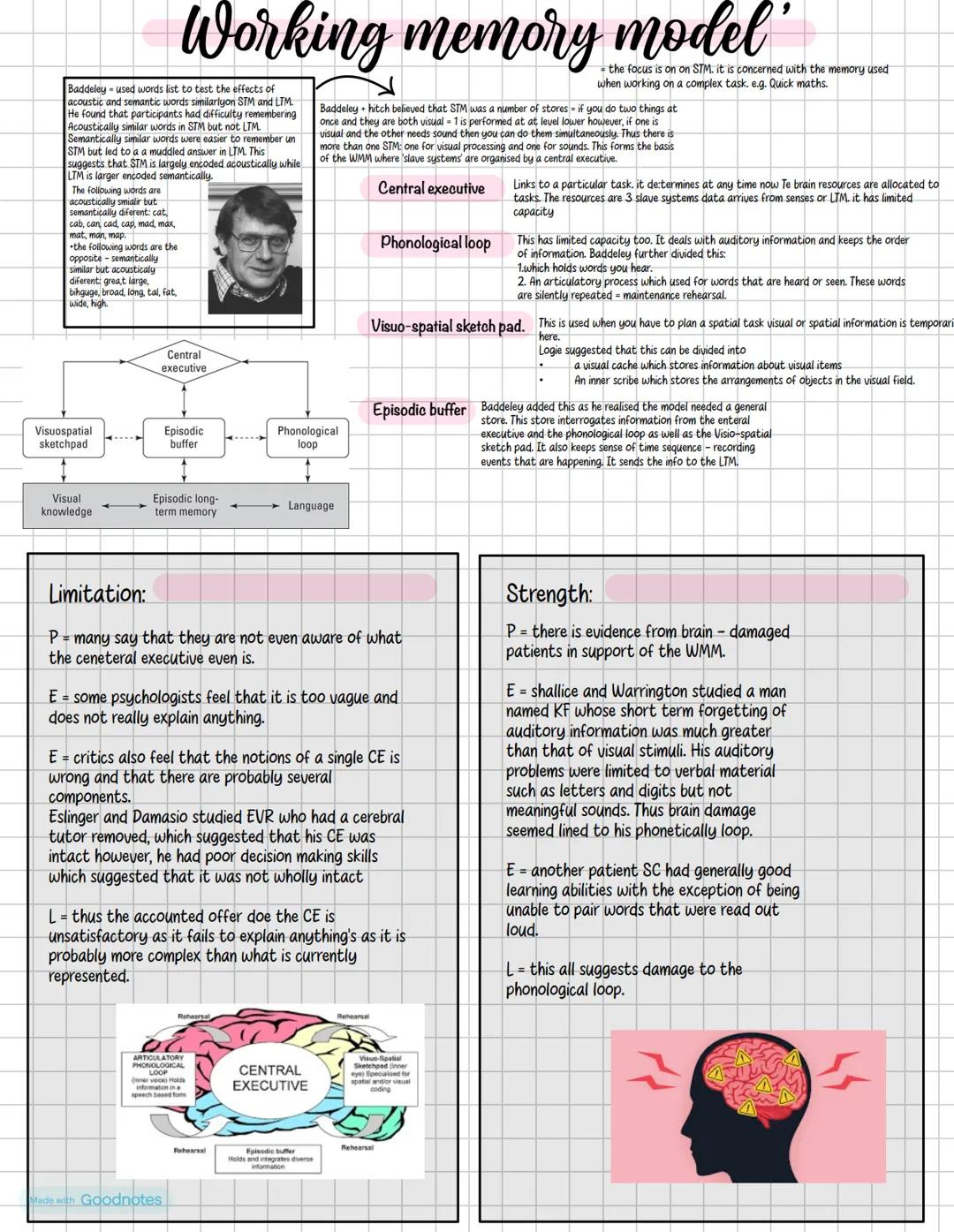 Working memory model
Baddeley used words list to test the effects of
acoustic and semantic words similarlyon STM and LTM
He found that parti