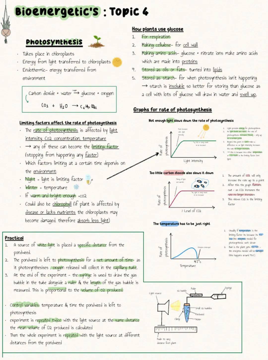 photosynthesis notes biology bioenergetics