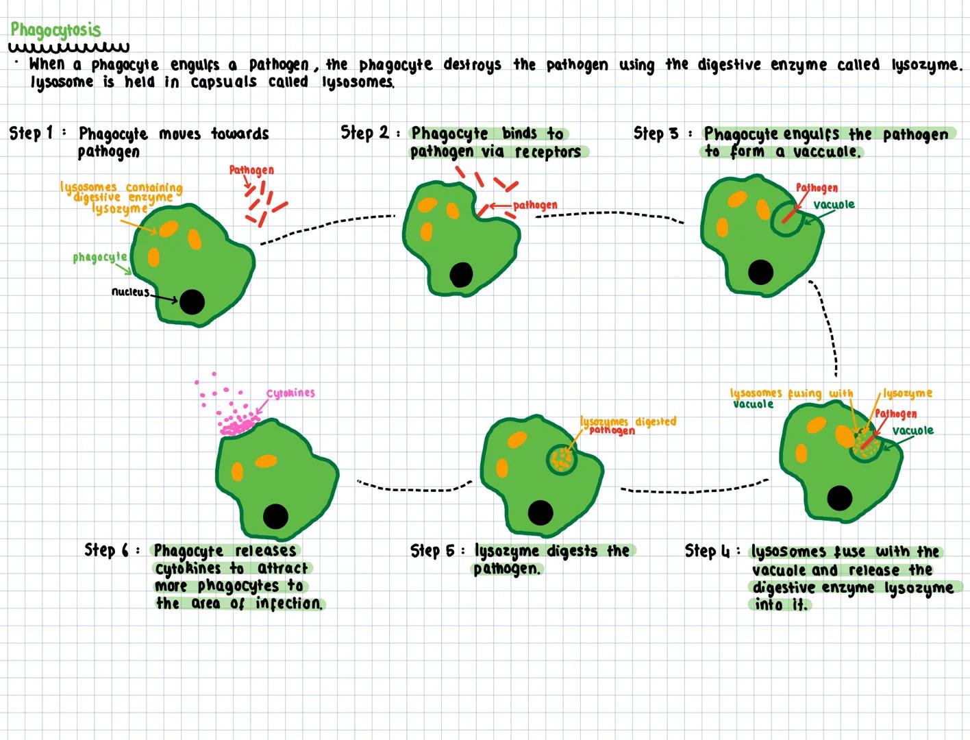 # Key Area 5
# Non-Specific Body Defences
Non-Specific body defences
- A pathogen is an organism that causes disease:
- Bacteria
- Viru