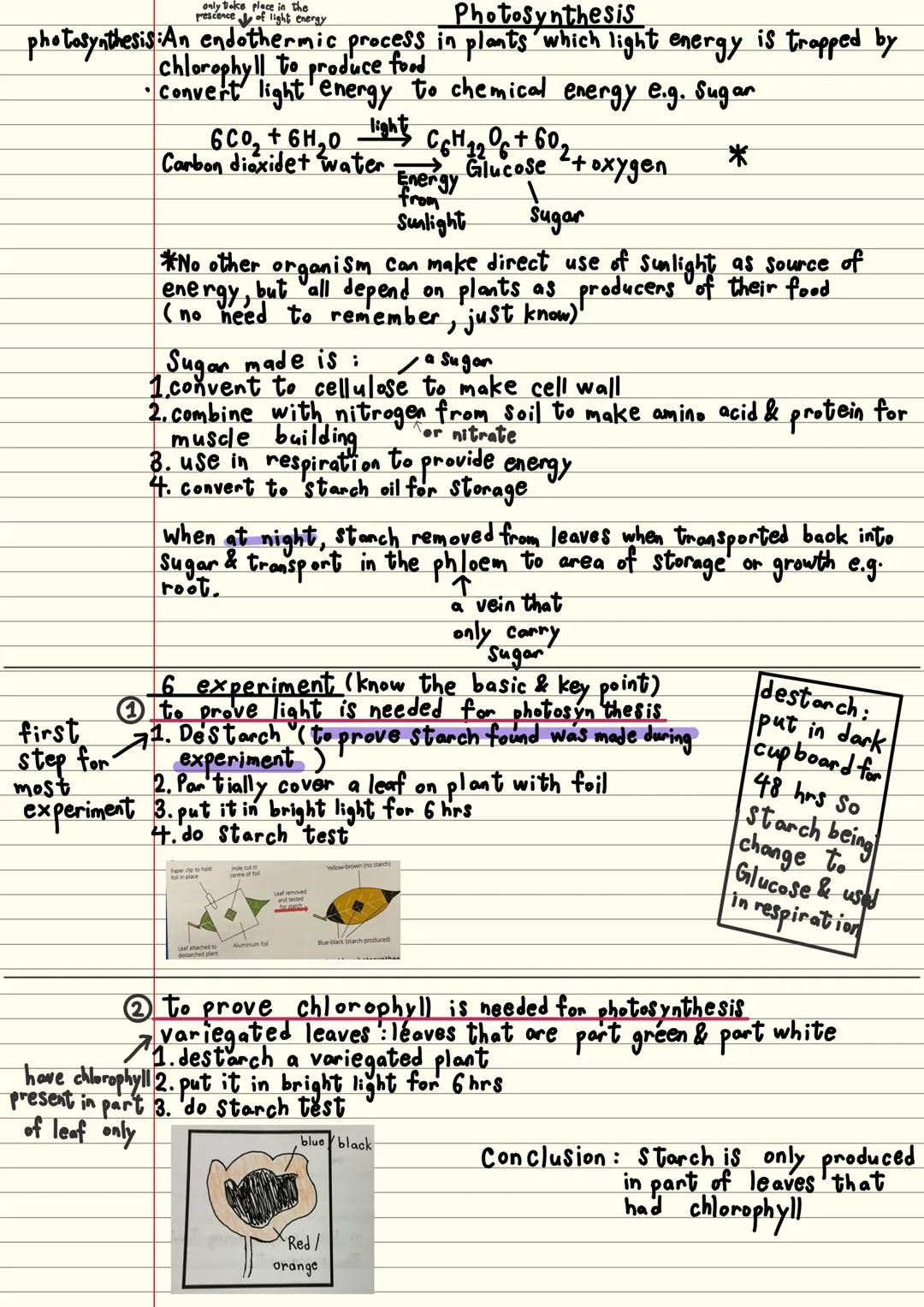only take place in the
prescence of light energy
Photosynthesis
photosynthesis An endothermic process in plants which light energy is trappe