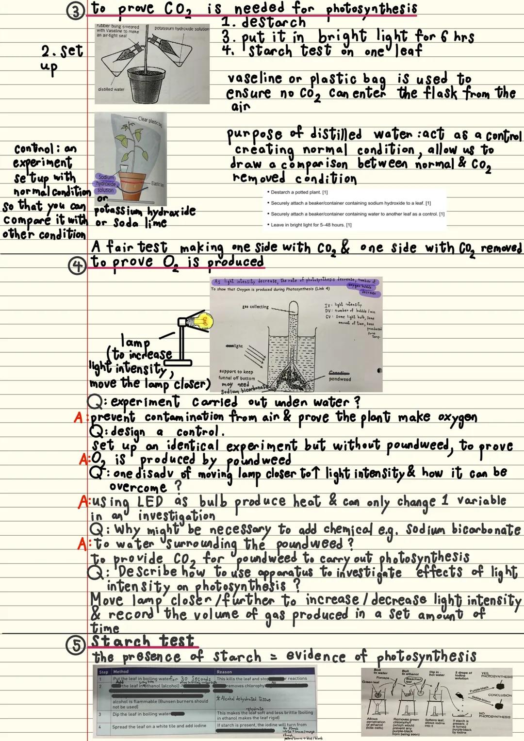 only take place in the
prescence of light energy
Photosynthesis
photosynthesis An endothermic process in plants which light energy is trappe