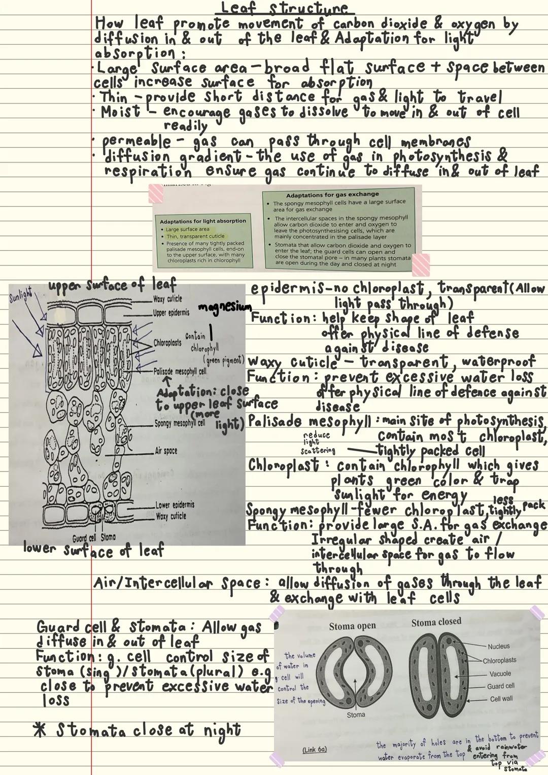 only take place in the
prescence of light energy
Photosynthesis
photosynthesis An endothermic process in plants which light energy is trappe
