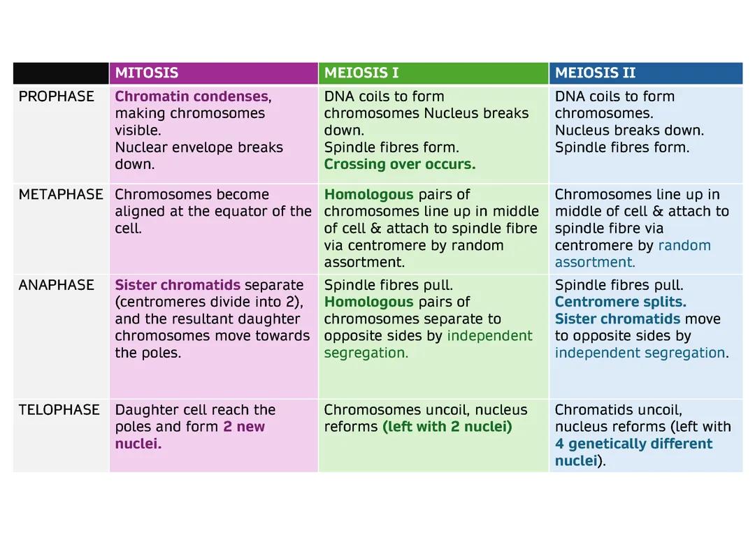 Mitosis and Meiosis I & II - AQA A-Level Biology