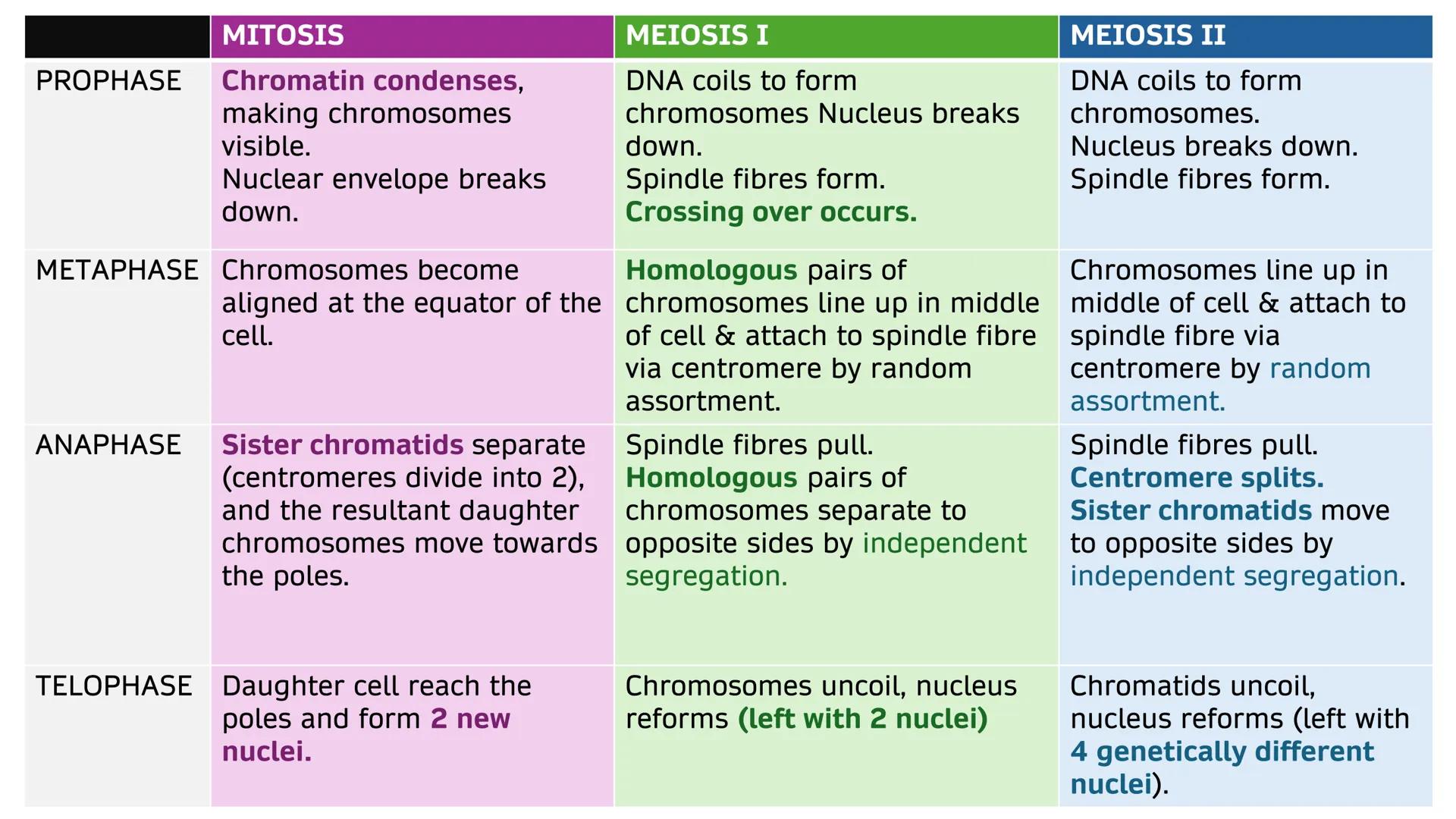 MITOSIS
Chromatin condenses,
PROPHASE
making chromosomes
visible.
Nuclear envelope breaks
down.
METAPHASE Chromosomes become
MEIOSIS I
DNA c