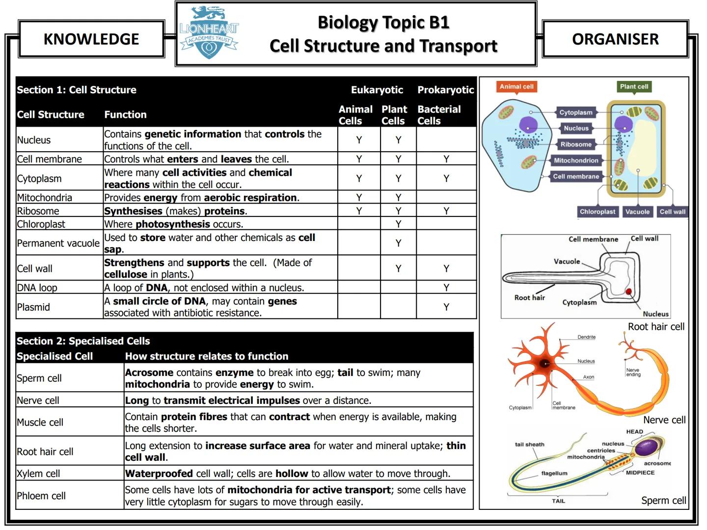 # Biology Topic B1
## Cell Structure and Transport
| KNOWLEDGE | ORGANISER |
|---|---|
### Section 1: Cell Structure
| Cell Structure | F