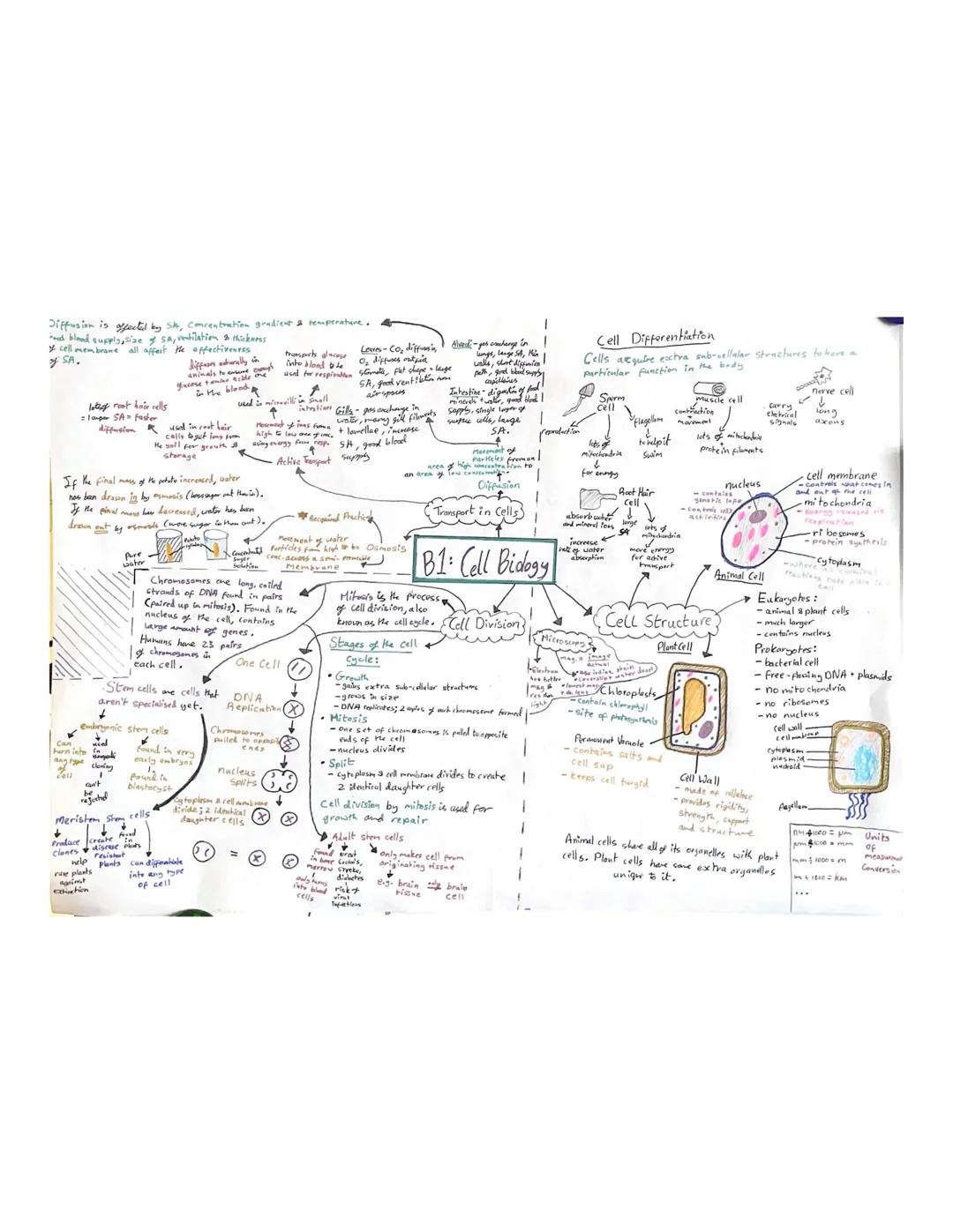 Diffusion is affected by Sith, concentration gradice & temperature. 4
med blond supply,sise sa, ventilation a
cell
Mickness
cell membrane al
