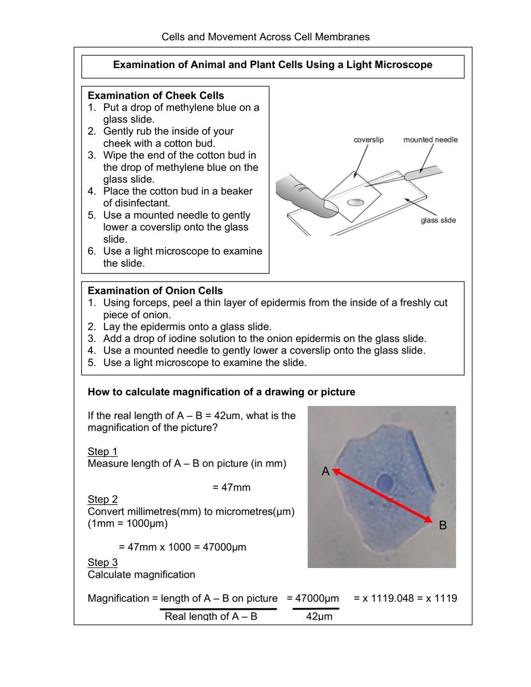 Cells and Movement Across Cell Membranes
Plant and Animal Cells
Every organism, except viruses, contains one or more cells.
The size of the