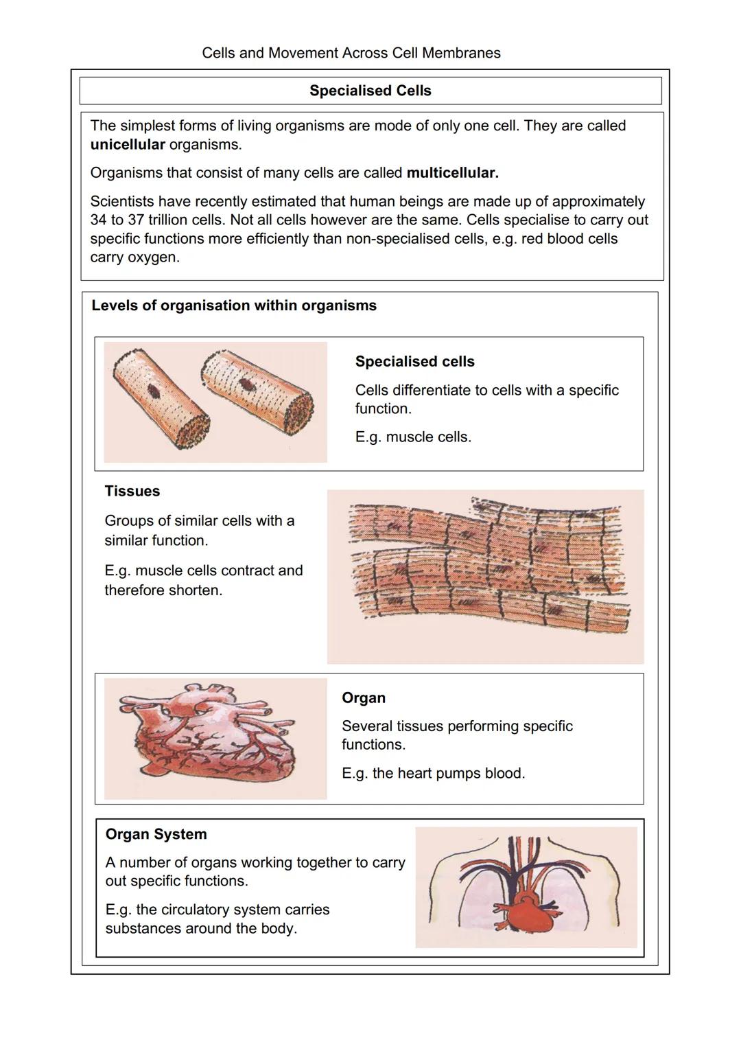 Cells and Movement Across Cell Membranes
Plant and Animal Cells
Every organism, except viruses, contains one or more cells.
The size of the