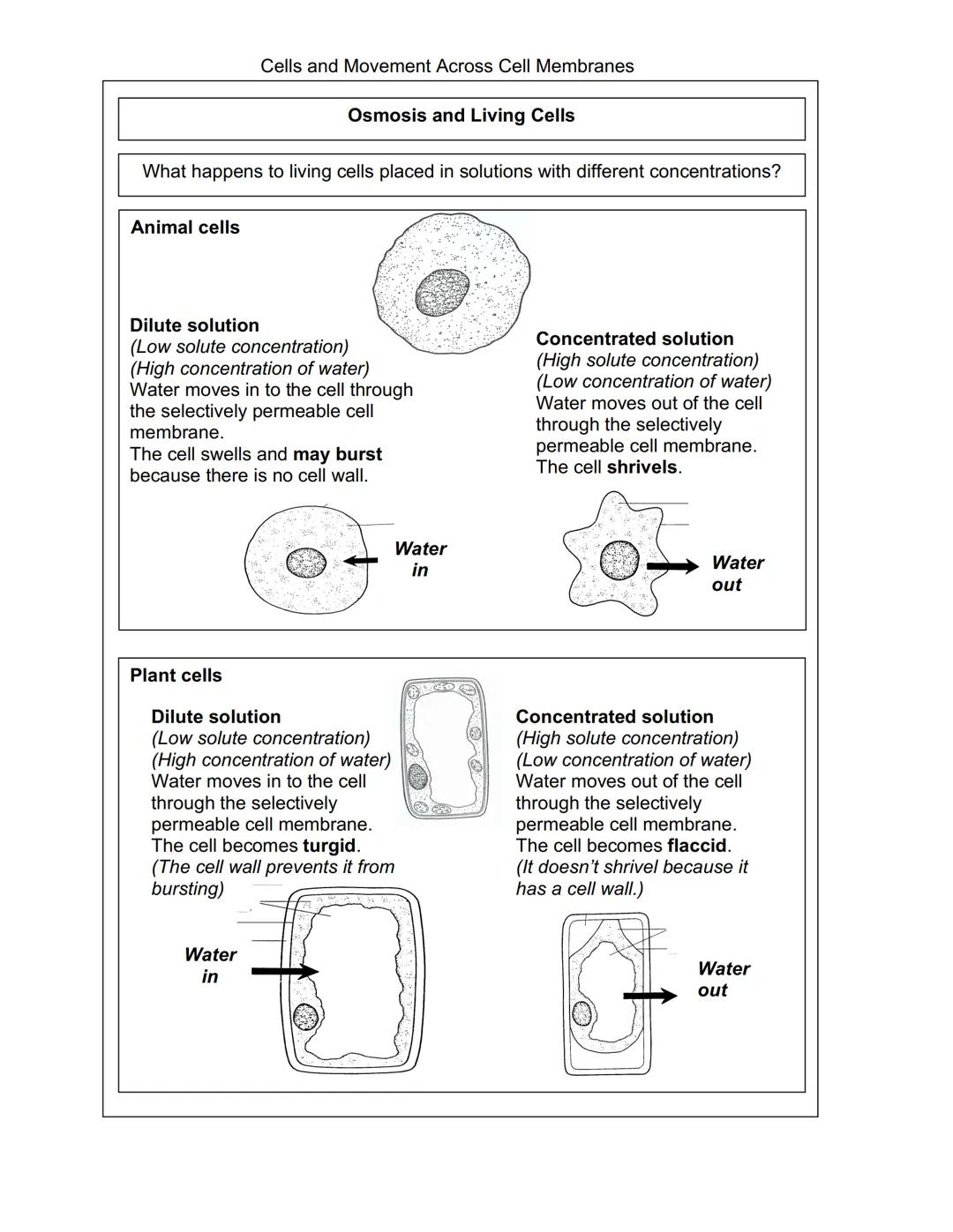 Cells and Movement Across Cell Membranes
Plant and Animal Cells
Every organism, except viruses, contains one or more cells.
The size of the