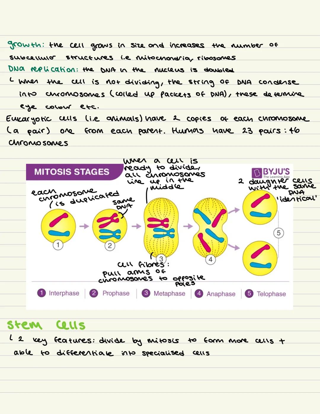 Prokaryote eukaryotes
Cell Biology
Cell Structures
animal plant - eukaryoles.
bacteria prokaryotes.
CELL STRUCTURE
BYJU'S
-6
Nucleus
Endopl