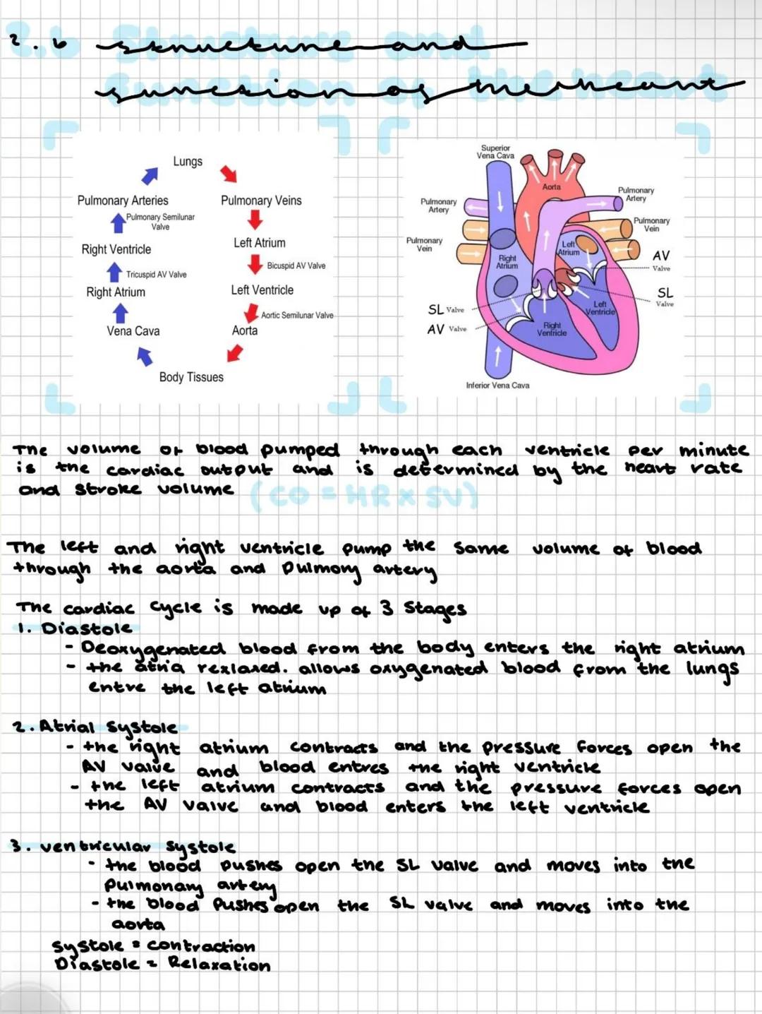 2.1
egenkiri
.
male reproductive organs
1. testes-site of gamete production
2. interstitial cells - specific site of sperm production
3. Sem
