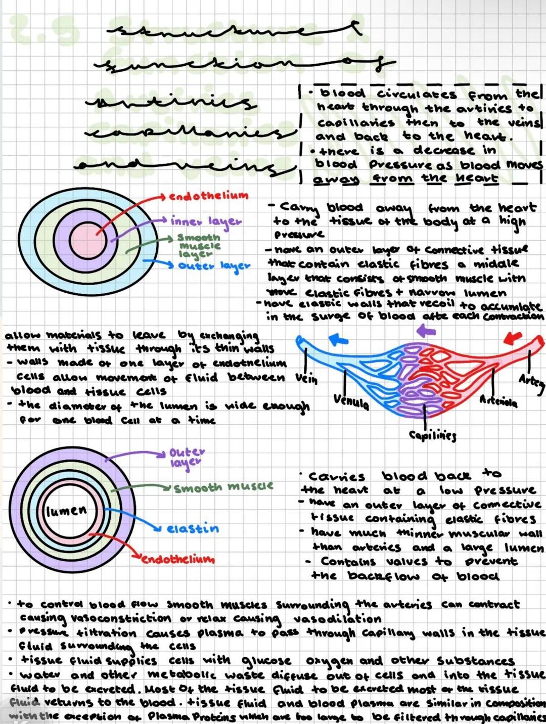 2.1
egenkiri
.
male reproductive organs
1. testes-site of gamete production
2. interstitial cells - specific site of sperm production
3. Sem