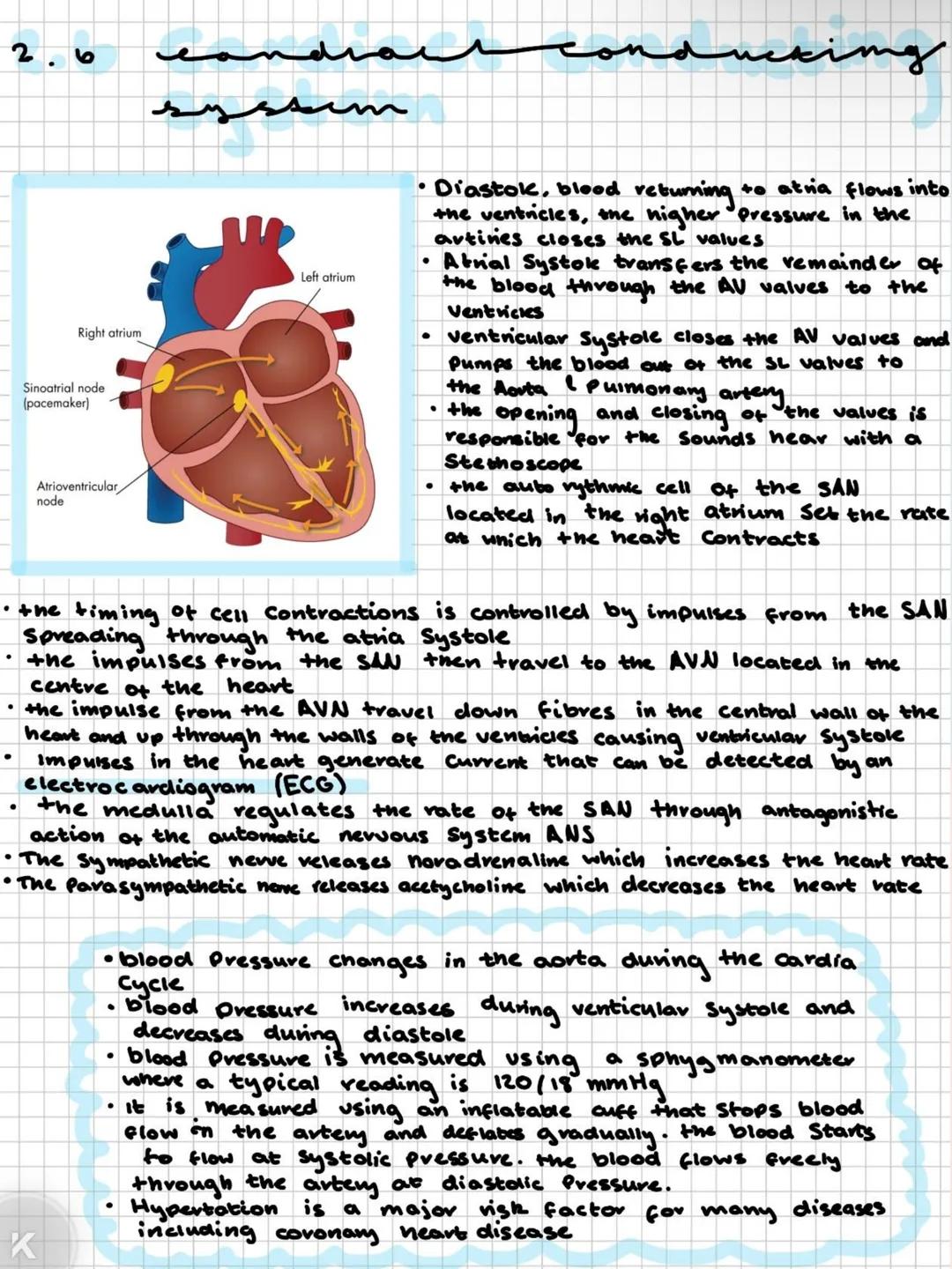 2.1
egenkiri
.
male reproductive organs
1. testes-site of gamete production
2. interstitial cells - specific site of sperm production
3. Sem