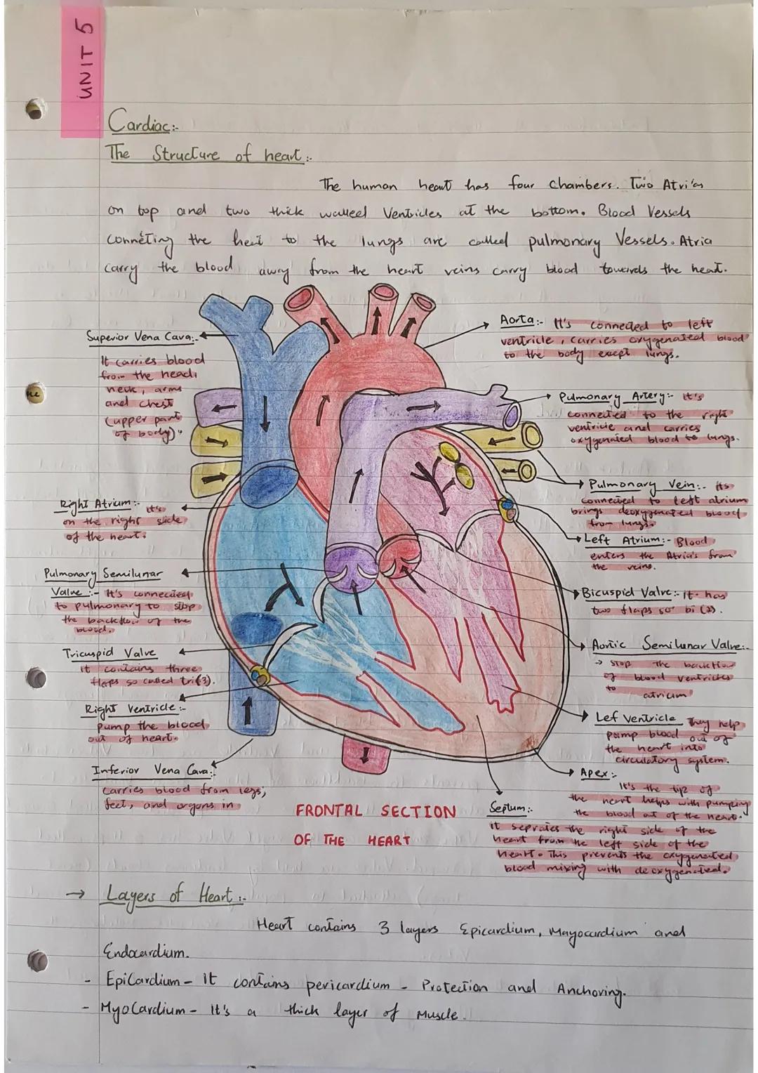 Structures and Functions of Cardiovascular System