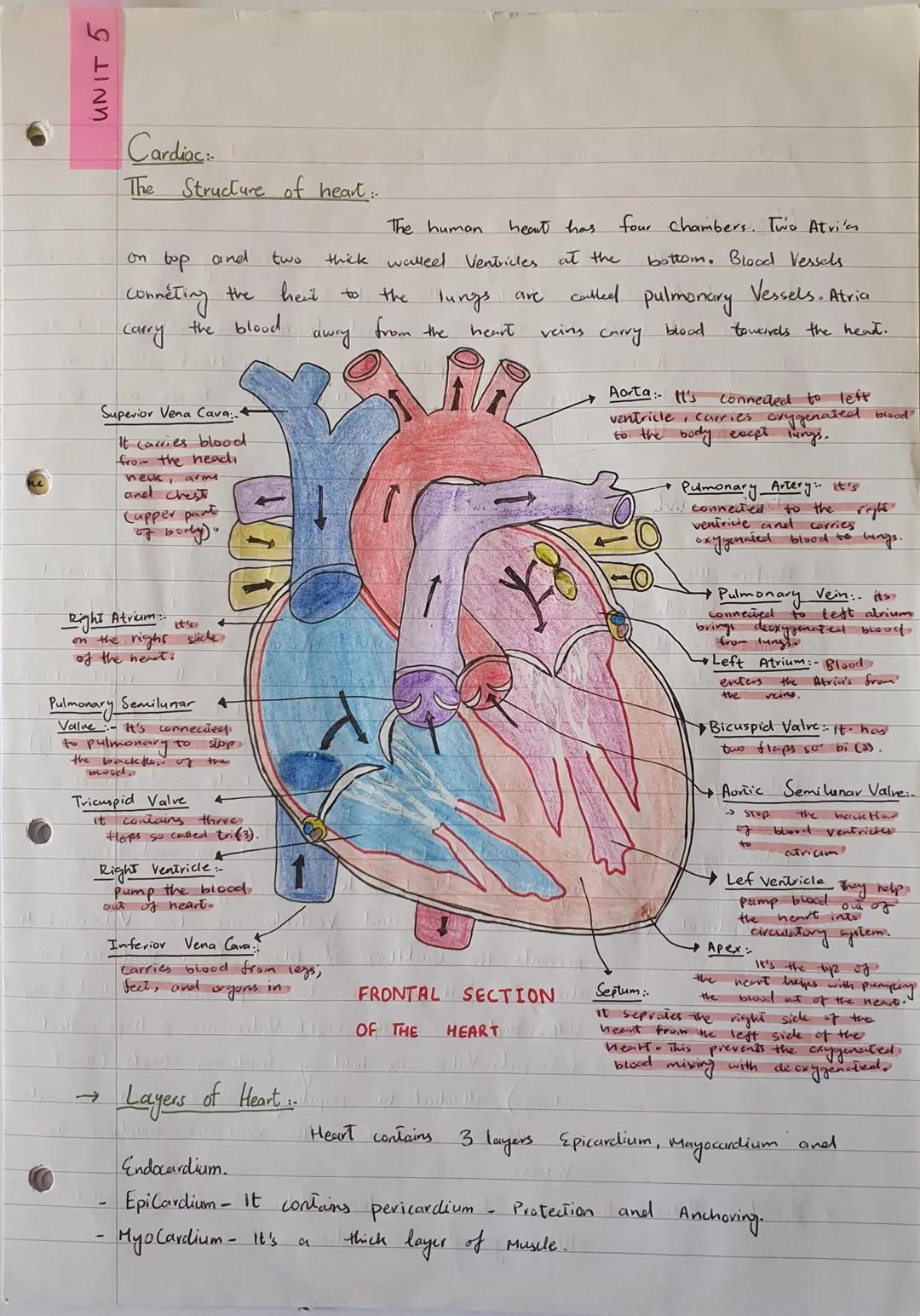 UNIT 5
Cardiac
The Structure of heart...
The human
on top and
two
thick walled Ventricles at the
heart has four chambers. Two Atvias
bottom.