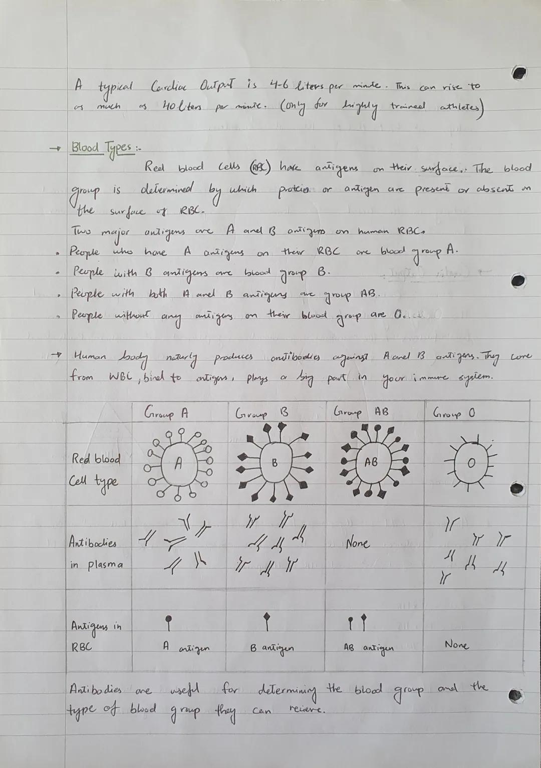 UNIT 5
Cardiac
The Structure of heart...
The human
on top and
two
thick walled Ventricles at the
heart has four chambers. Two Atvias
bottom.