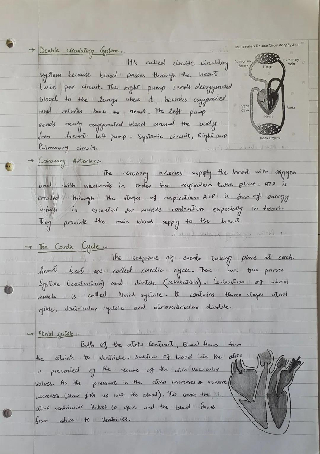 UNIT 5
Cardiac
The Structure of heart...
The human
on top and
two
thick walled Ventricles at the
heart has four chambers. Two Atvias
bottom.