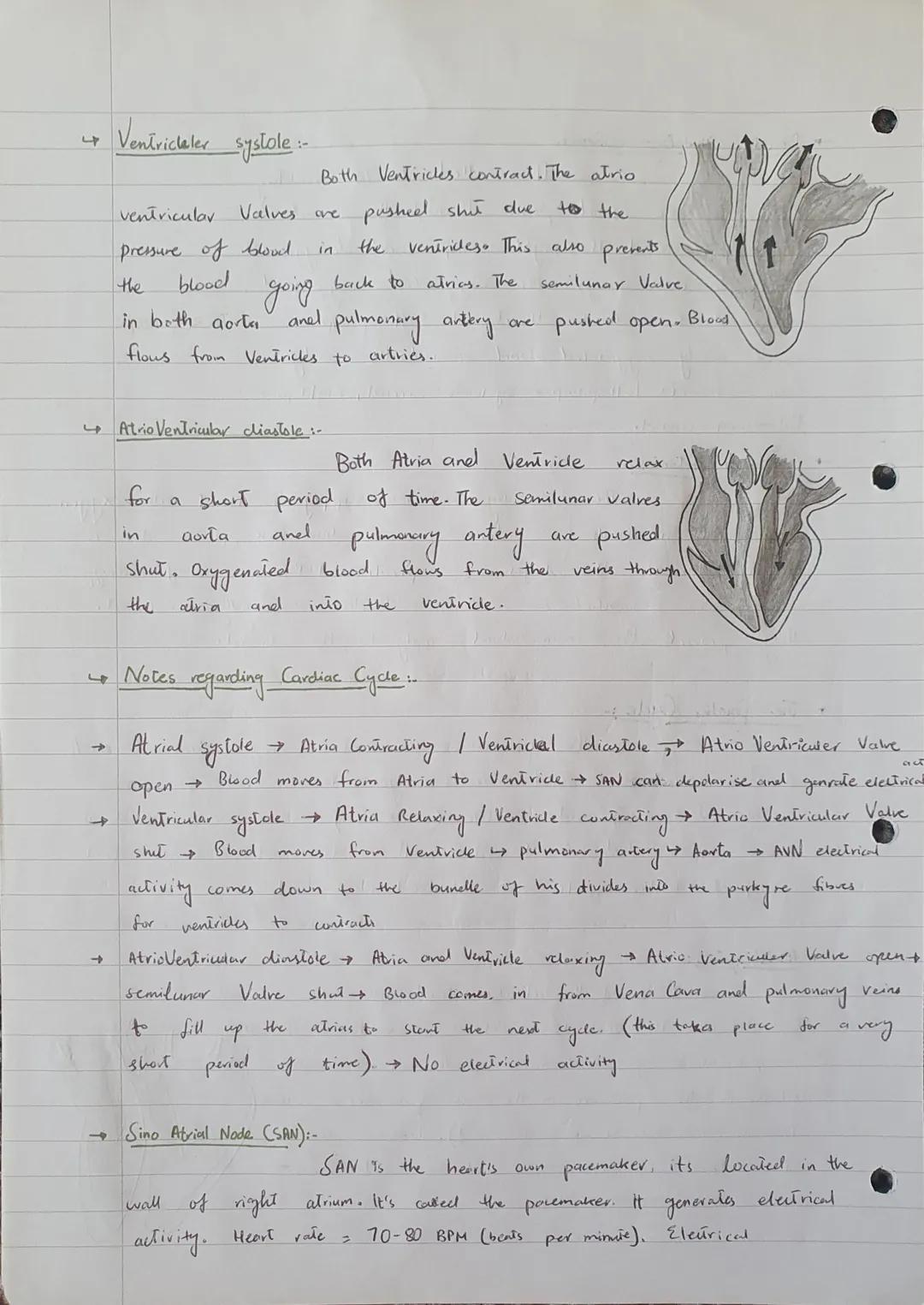 UNIT 5
Cardiac
The Structure of heart...
The human
on top and
two
thick walled Ventricles at the
heart has four chambers. Two Atvias
bottom.