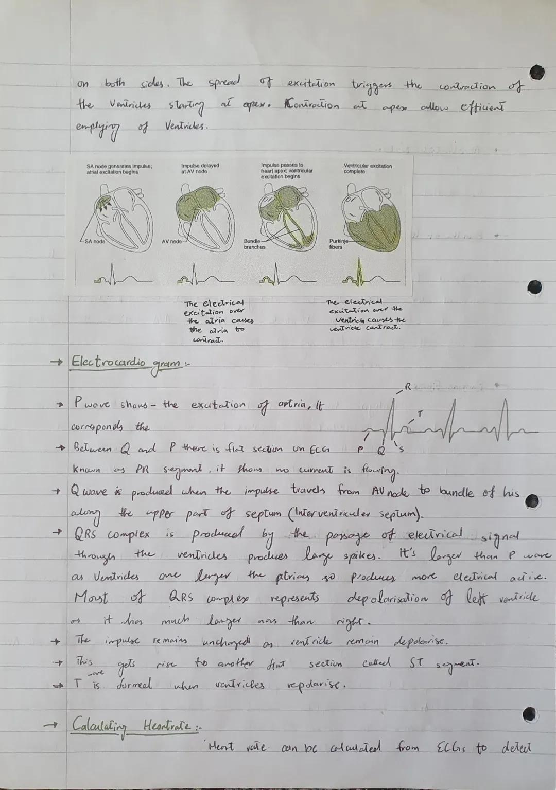 UNIT 5
Cardiac
The Structure of heart...
The human
on top and
two
thick walled Ventricles at the
heart has four chambers. Two Atvias
bottom.