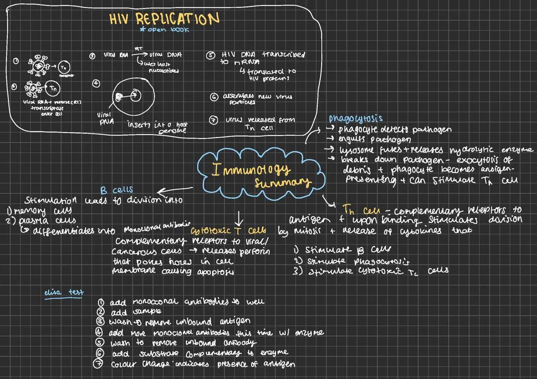 AQA A-Level Biology Immunology Summary