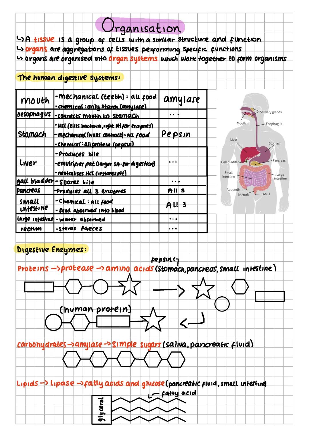 B2 GCSE Organisation