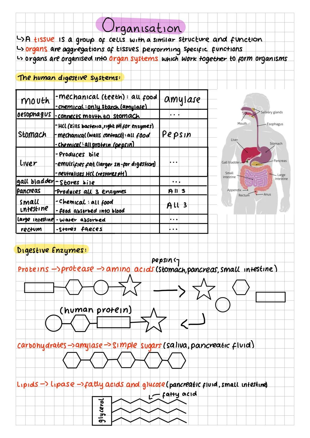 Organisation
A tissue is a group of cells with a similar structure and function
organs are aggregations of tissues performing specific funct