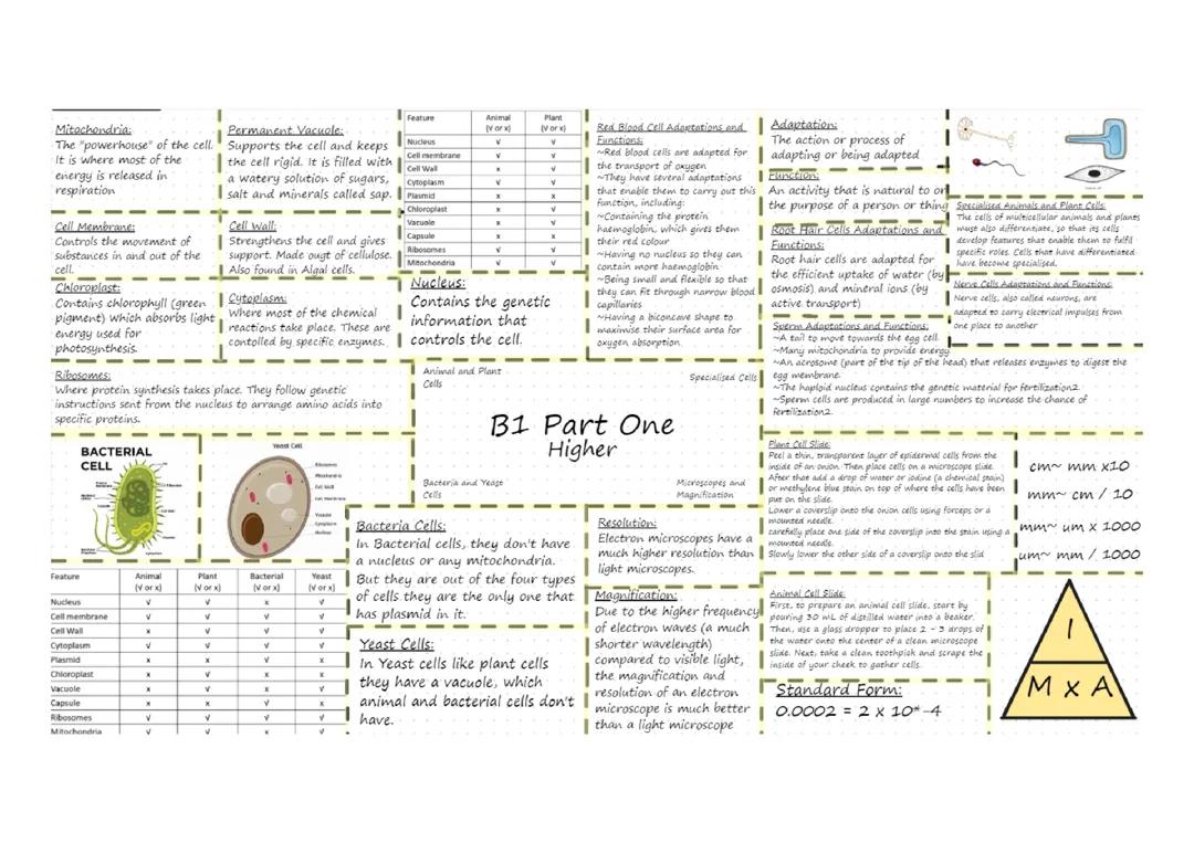 B1 Part One Higher GCSE Biology