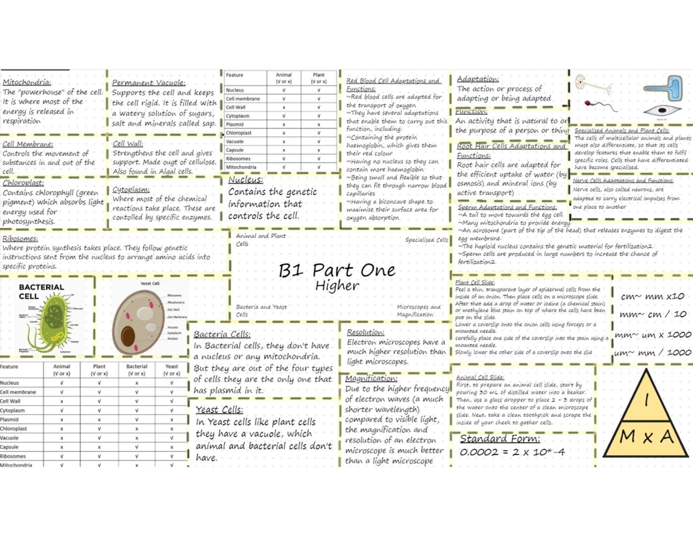 Red Blood Cell Adaptations and
Functions:
Adaptation:
The action or process of
~Red blood cells are adapted for adapting or being adapted.
t