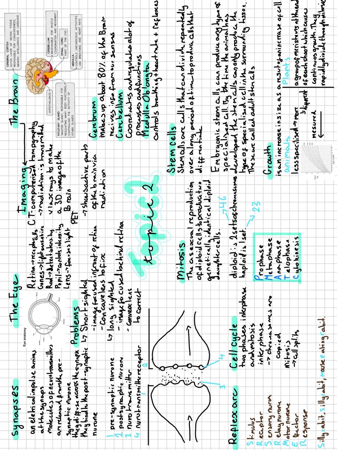 Paper
1 Microscopes
Lenses-reyepeice
the detail depends onits resolution
Coarse focus + fin
focus
objective lense
changes xmag
AM
UNIT CO