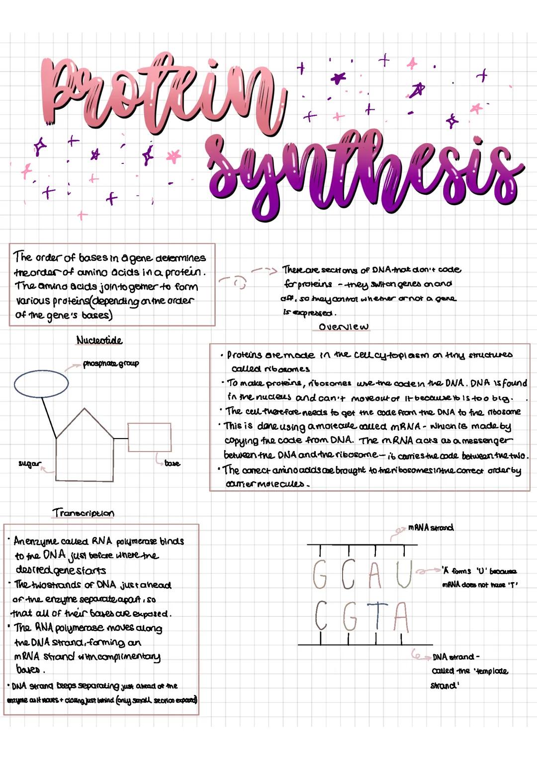 Protein Synthesis Notes