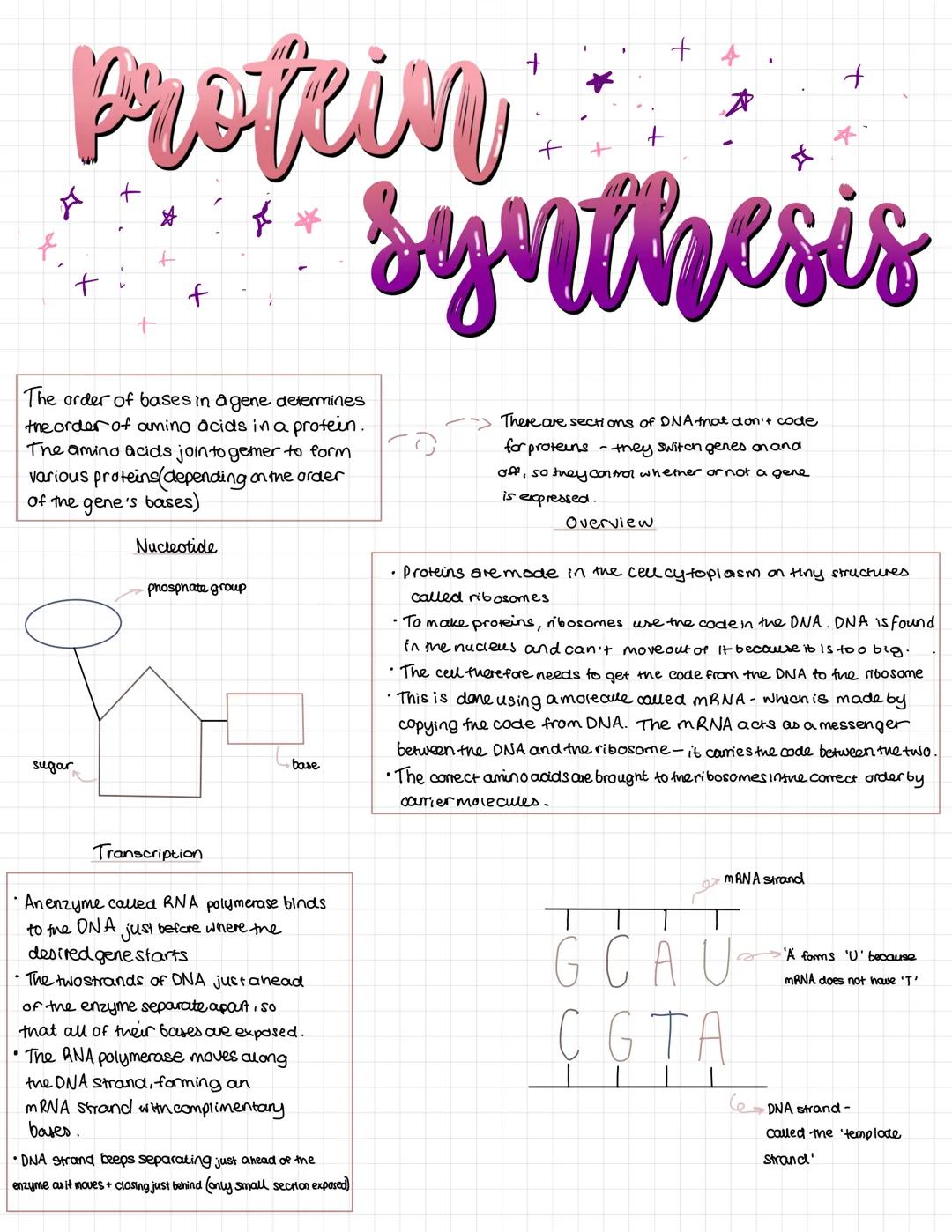 Profein
f
+
+
+
+4
A
*
+
synthesis
The order of bases in a gene determines
the order of amino acids in a protein.
The amino acids join to ge