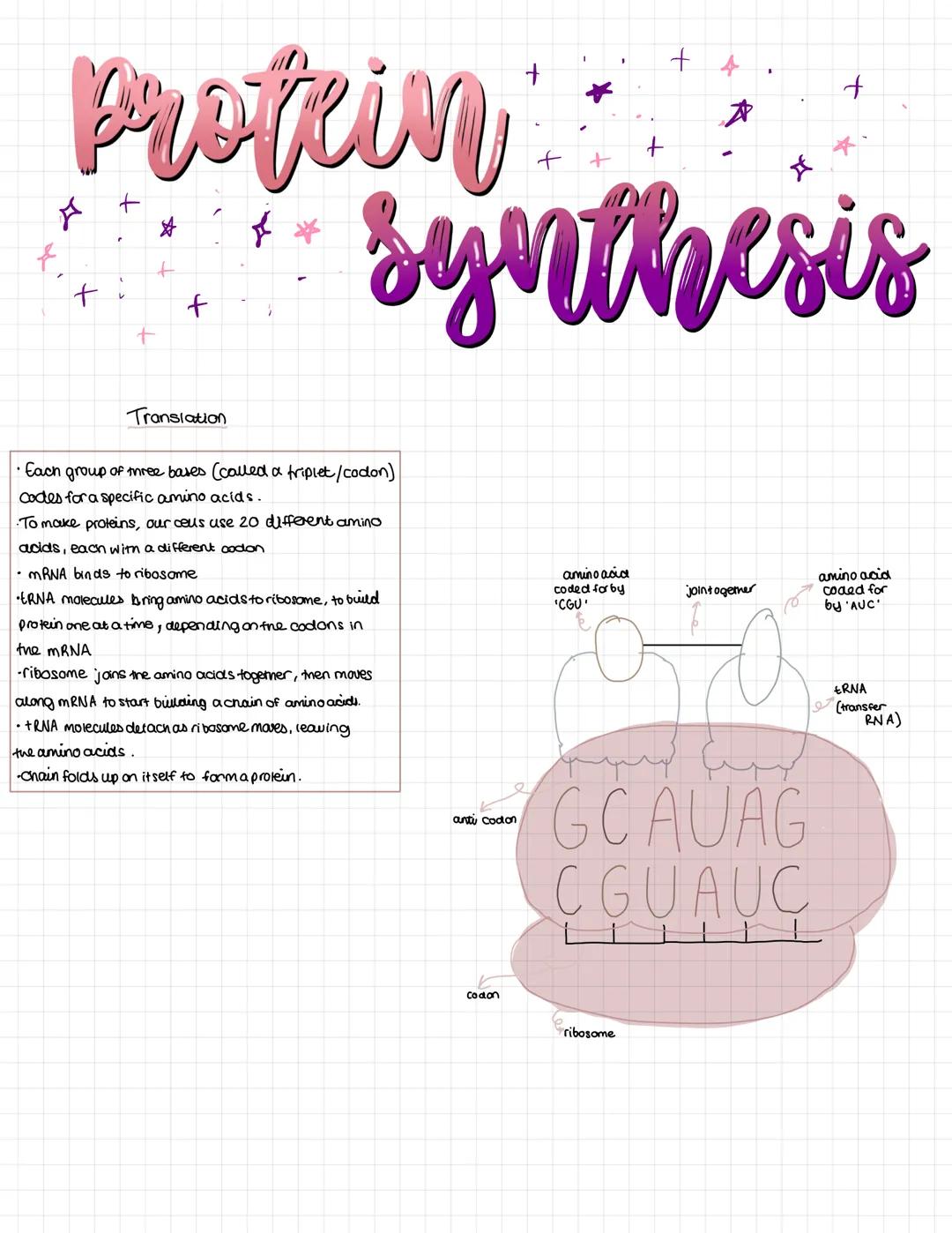 Profein
f
+
+
+
+4
A
*
+
synthesis
The order of bases in a gene determines
the order of amino acids in a protein.
The amino acids join to ge