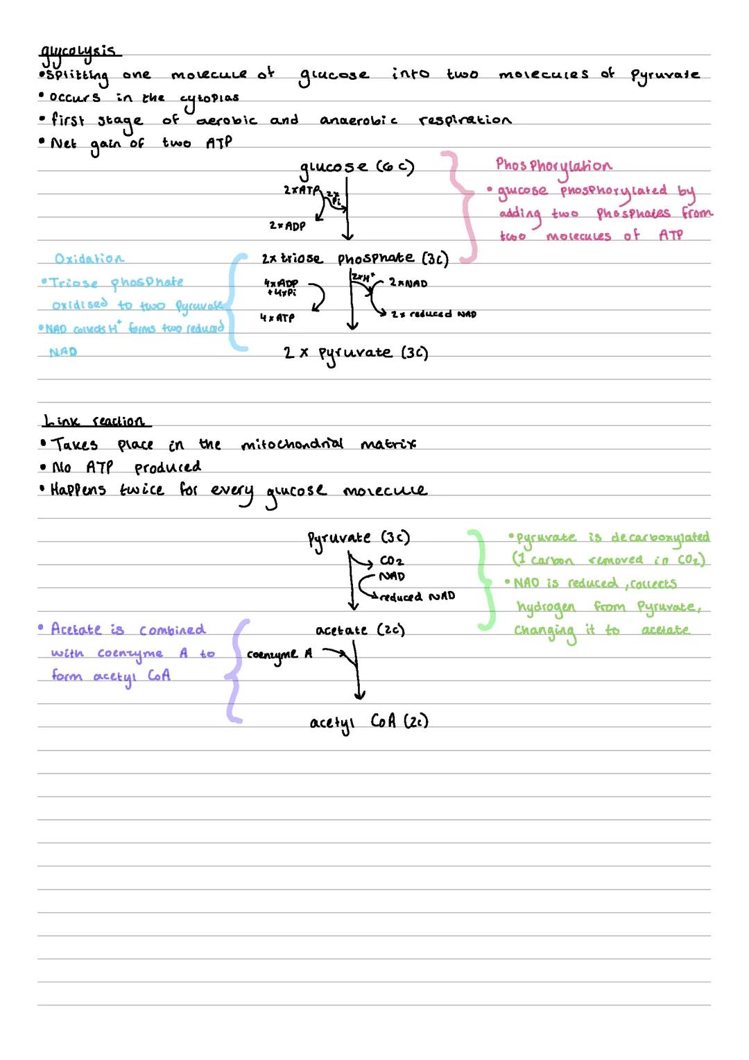 Aerobic respiration notes and clear processes. Alevel