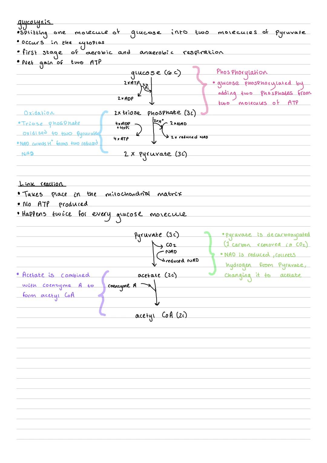 glycolysis
•Splitting
one
• Occurs in the
molecule of
glucose
into
two
molecules of Pyruvate
cytoplas
•
first
Stage
of
aerobic and
anaerobic