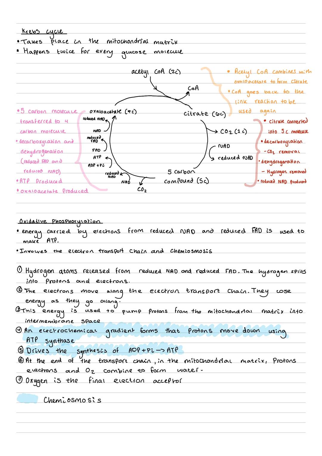 glycolysis
•Splitting
one
• Occurs in the
molecule of
glucose
into
two
molecules of Pyruvate
cytoplas
•
first
Stage
of
aerobic and
anaerobic