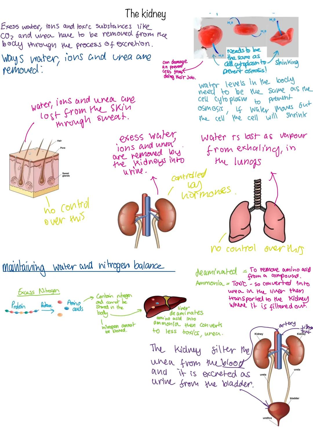 COMPOSITION NOTEBOOK
120 Pados
College Ruled
73x973 im
010 Homeostasis
Homeostasis is the regulation of conditions to maintain an optimum in