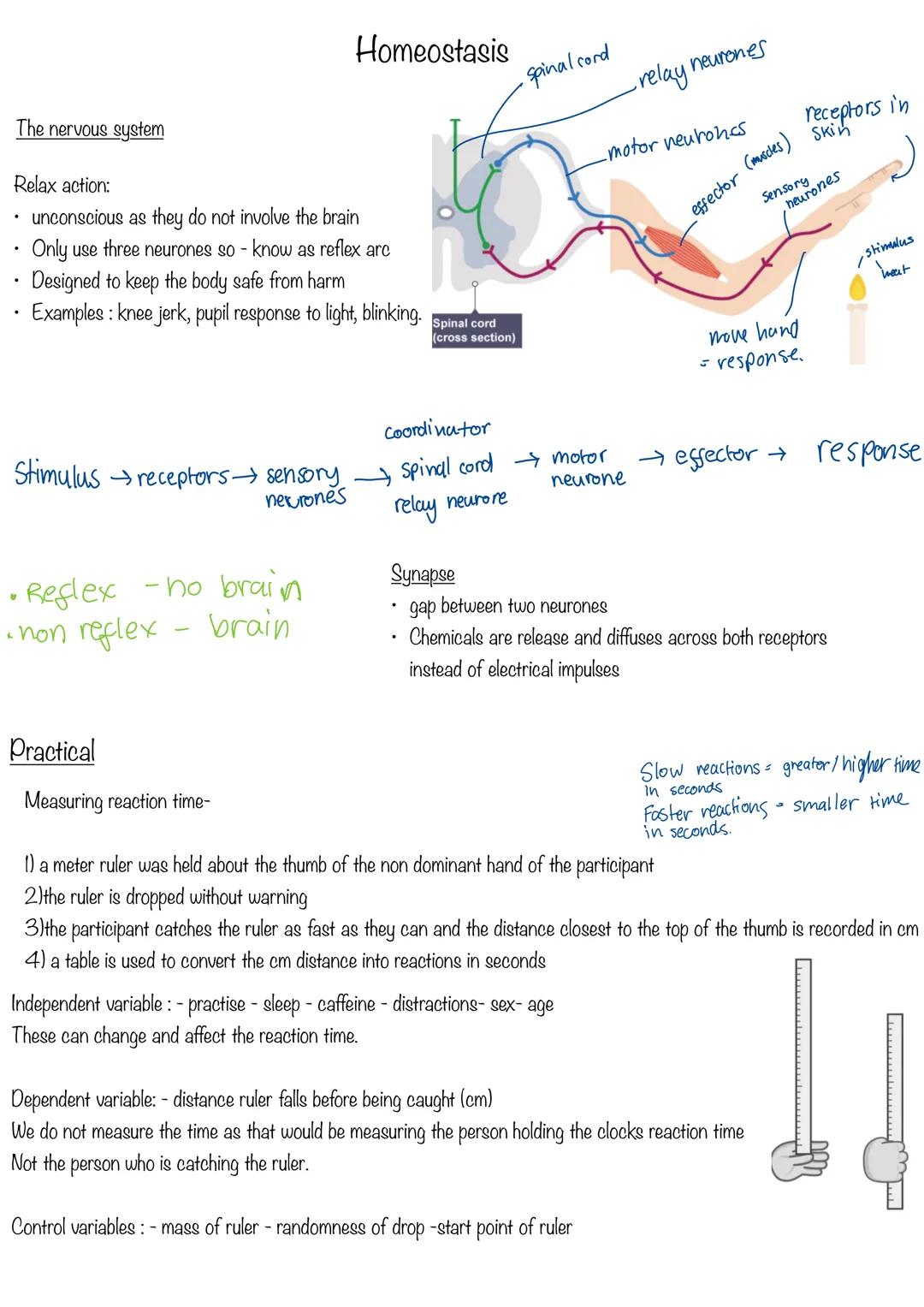 COMPOSITION NOTEBOOK
120 Pados
College Ruled
73x973 im
010 Homeostasis
Homeostasis is the regulation of conditions to maintain an optimum in