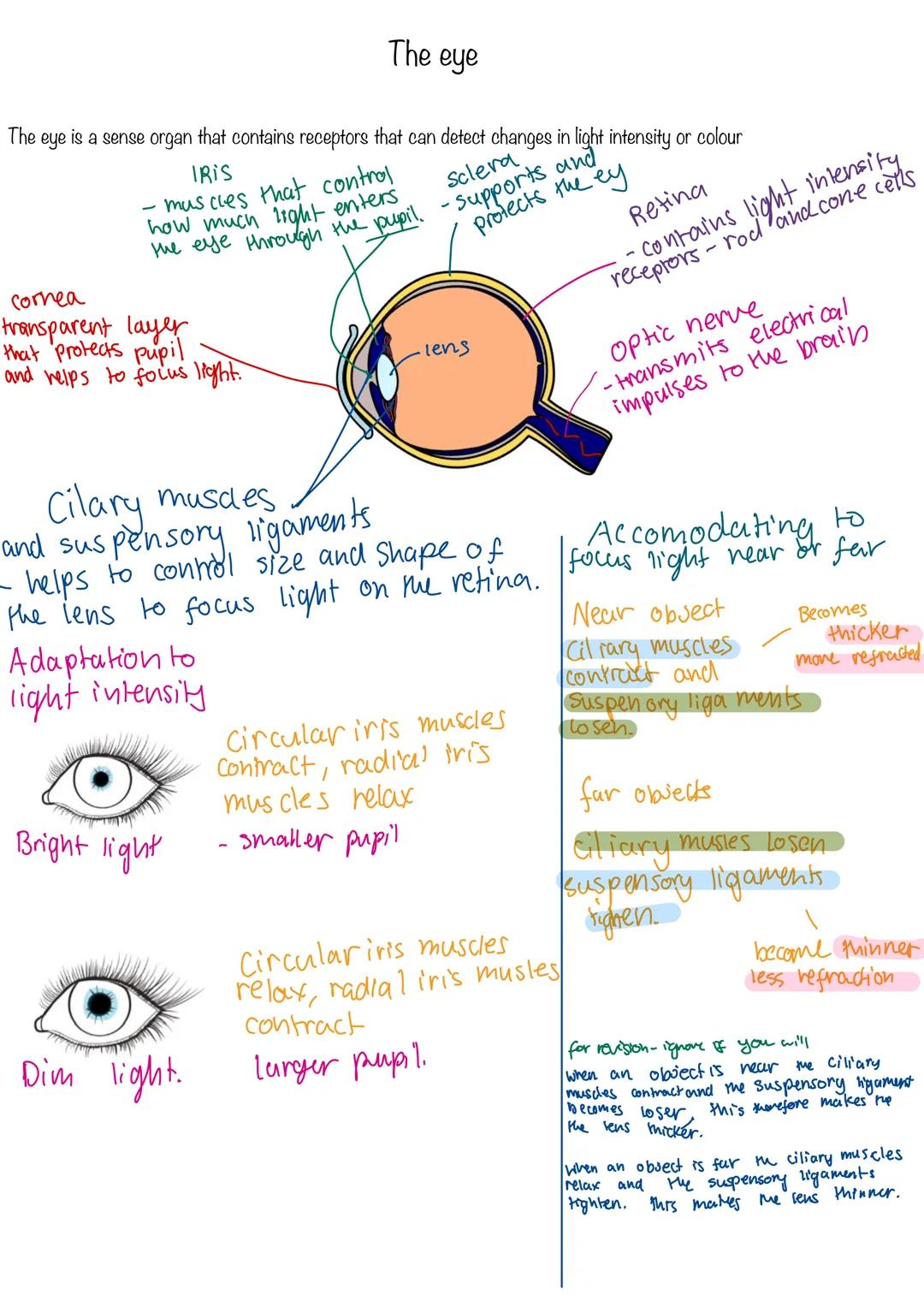 COMPOSITION NOTEBOOK
120 Pados
College Ruled
73x973 im
010 Homeostasis
Homeostasis is the regulation of conditions to maintain an optimum in