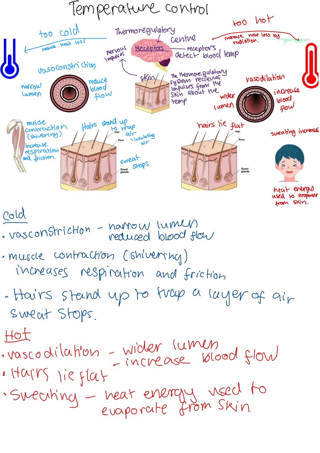 COMPOSITION NOTEBOOK
120 Pados
College Ruled
73x973 im
010 Homeostasis
Homeostasis is the regulation of conditions to maintain an optimum in